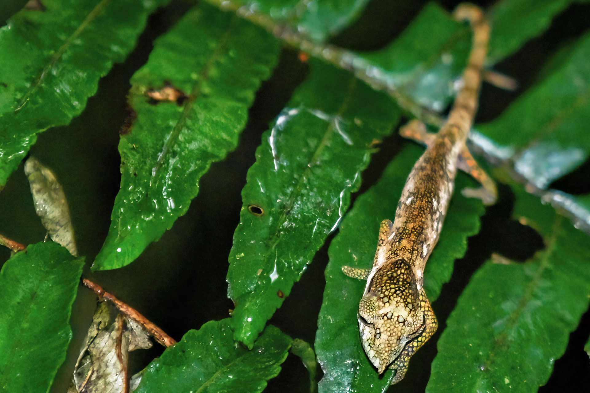 Calumma nasutum ist mit 15 Zentimeter Gesamtlänge eines der kleinsten Chamäleons.